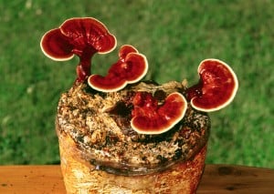 reishi shiitake maitake