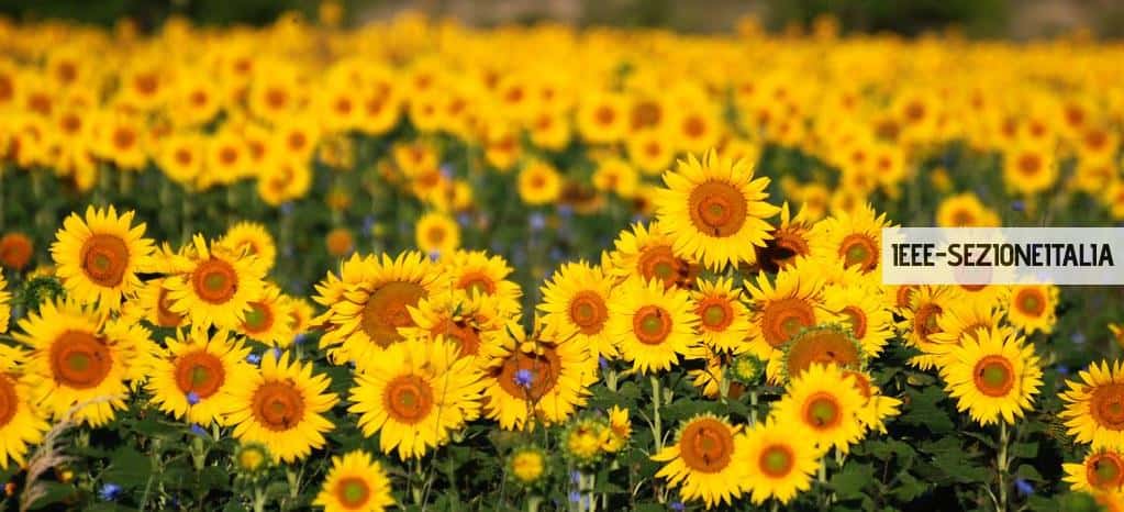 Beneficios para las industrias de comprar aceite de girasol